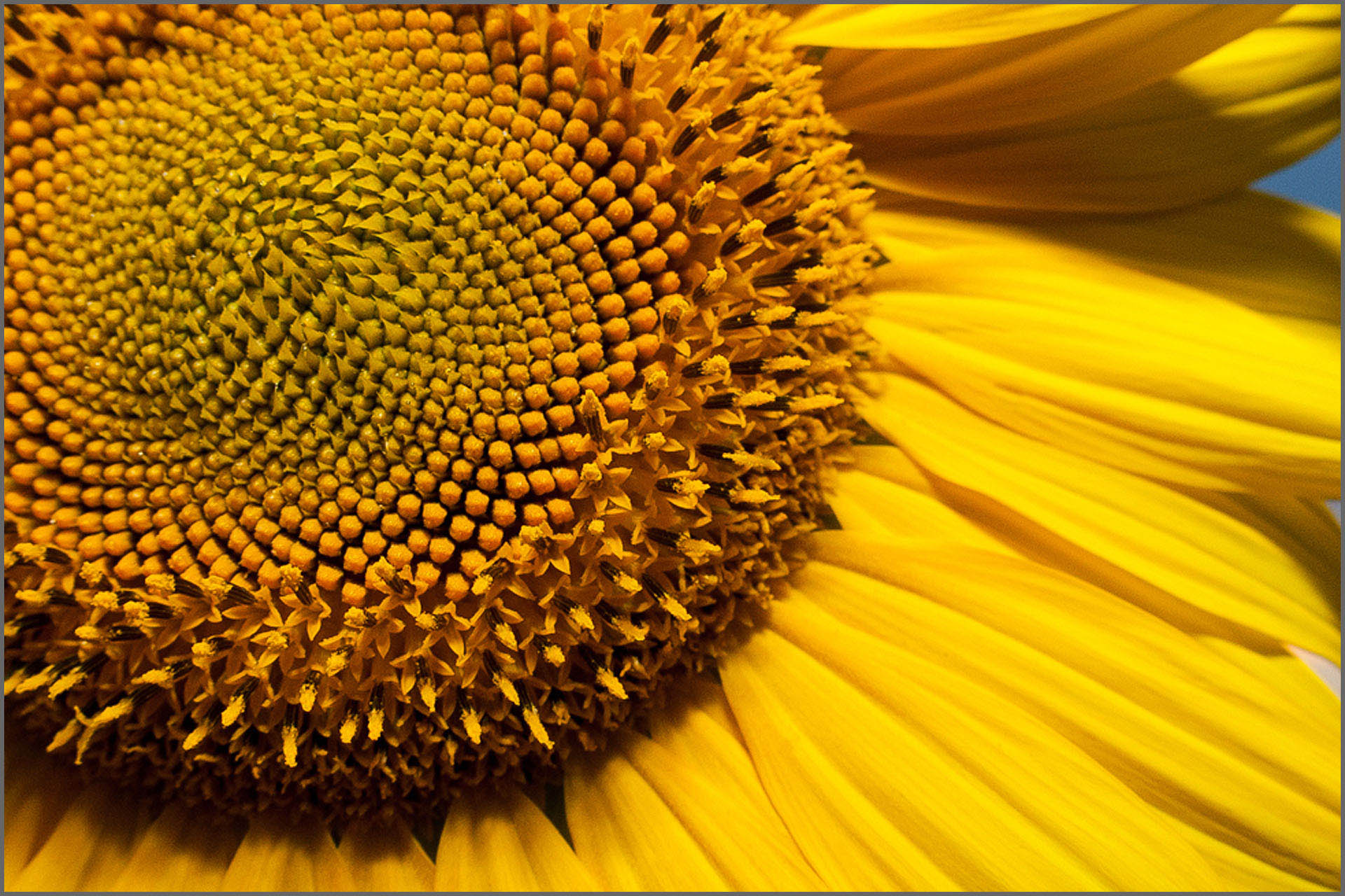 01_Sunflower